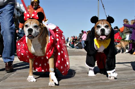 Be enchanted by the spectacle of sea witch dogs at the Sea Witch Dog Parade 2023!